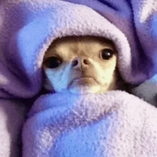 🐶 722eed8b anjing, chihuahua, hewan peliharaan, hewan, selimut, imut, potret telegram sticker