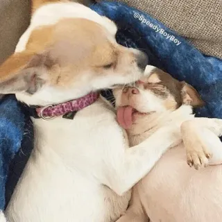 🐾 86aaa87e SpeedyBoyBoy anjing, anak anjing, lucu, hewan, peliharaan, chihuahua telegram sticker