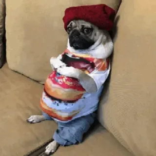 🦎 895531e7 pug, anjing, binatang, donat, topi, pakaian telegram sticker