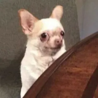 🐾 8f62f4f9 anjing, chihuahua, binatang, hewan peliharaan, lucu, meja, kursi telegram sticker