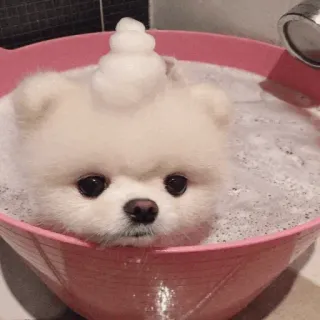 🐶 942c9325 anjing, mandi, anak anjing, gelembung, lucu, hewan peliharaan, perawatan, bersih telegram sticker