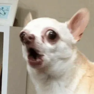 🔪 ab79ec0e anjing, chihuahua, terkejut, kaget, takut, lucu, meme, binatang telegram sticker