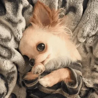 🐶 ad06a9ff anjing, chihuahua, lucu, binatang, hewan peliharaan, selimut, berbulu telegram sticker