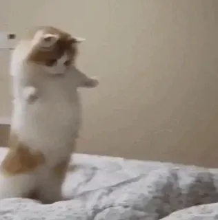 🕸 b39c8192 kucing, berdiri, hewan, lucu, kocak telegram sticker