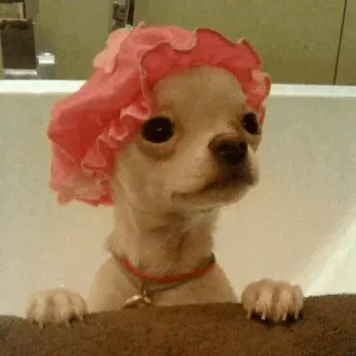🐶 b8742f14 chihuahua, anjing, mandi, topi mandi, imut, binatang, hewan peliharaan telegram sticker