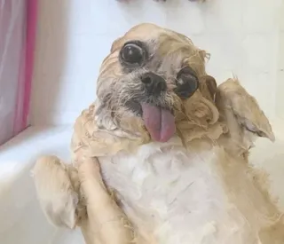 [ᴅᴏɢ] whatsapp stickers