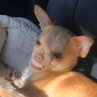 🔫 d2cefc58 anjing, chihuahua, marah, lucu, hewan, peliharaan telegram sticker