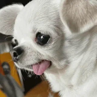 🐶 d75b8353 anjing, chihuahua, anak anjing, hewan peliharaan, binatang, imut telegram sticker