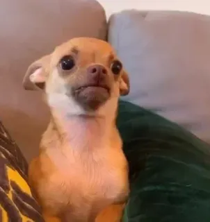 🐶 dd84dc5f anjing, chihuahua, hewan peliharaan, hewan, imut, potret telegram sticker