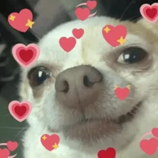 🕸 e84b7ae6 anjing, chihuahua, hati, imut, cinta, hewan telegram sticker