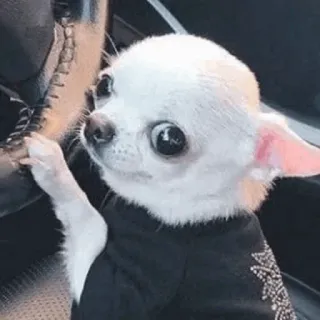 🐾 f9853f61 chihuahua, anjing, hewan peliharaan, binatang, lucu, menyetir telegram sticker