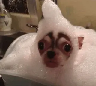 🐶 fea42557 anjing, gelembung, mandi, chihuahua, lucu, kocak telegram sticker