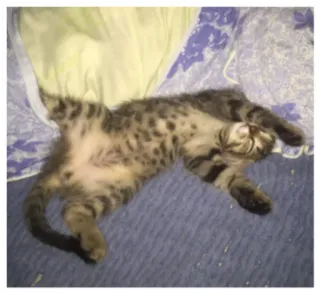 🤗 16e57f92 猫, 子猫, 動物, ペット, 飼い猫, ネコ科, 可愛い telegram sticker