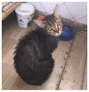 🦔 adf31e63 子猫, 猫, ペット, 動物 telegram sticker