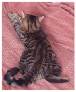 🤤 d5947d91 猫, 動物, ペット, ネコ科, ペット, 縞模様 telegram sticker