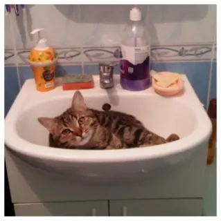 дошик🥴 telegram stickers