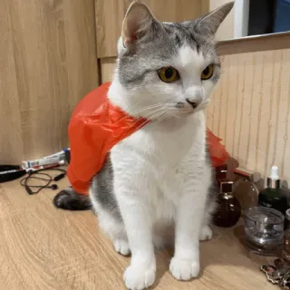 🦸 019e30bb 猫, 宠物, 动物, 披风, 超级英雄 telegram sticker