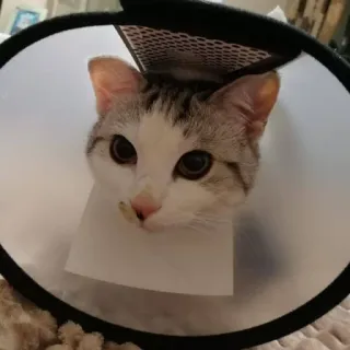 😳 0a6a2ae2 猫, 锥形, 宠物, 动物, 家养, 小猫, 猫科动物 telegram sticker