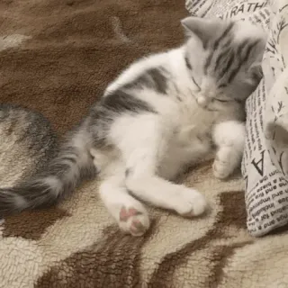 😻 13511ae7 猫, 小猫, 睡觉, 可爱, 动物, 家猫 telegram sticker