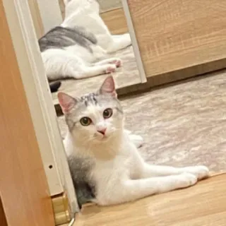 😱 1b3d4fb7 猫, 动物, 宠物, 家猫, 猫科动物, 灰白色猫 telegram sticker