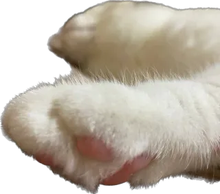 🐾 307faa8b 猫, 爪子, 动物, 宠物, 可爱, 毛茸茸 telegram sticker