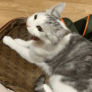 😆 39d92750 猫, 小猫, 宠物, 动物, 家猫, 哺乳动物, 猫科动物 telegram sticker