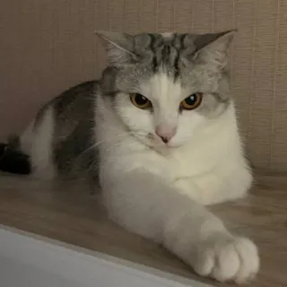 😎 565cee77 猫, 动物, 宠物, 家猫, 猫科动物 telegram sticker