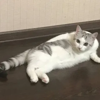 😮 6ca4363a 猫, 宠物, 动物, 家养, 猫科动物 telegram sticker