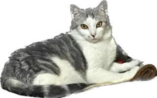 😲 8357baff 猫, 动物, 宠物, 家猫, 哺乳动物, 猫科动物 telegram sticker