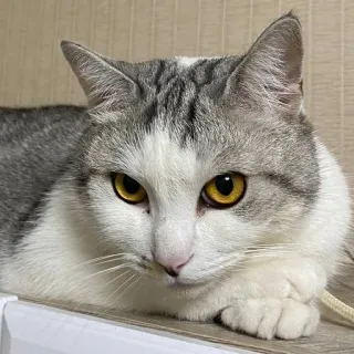 😉 924703b7 猫, 动物, 宠物, 家畜, 猫科动物 telegram sticker