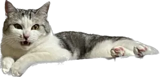 🤨 a0de3d5a 猫, 动物, 宠物, 猫科动物, 哺乳动物, 家猫, 躺着 telegram sticker