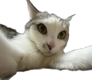 🙀 ae9342b7 猫, 动物, 宠物, 小猫, 可爱, 家养 telegram sticker