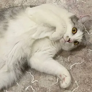 😳 bff48e0a 猫, 动物, 宠物, 可爱, 家养, 猫科 telegram sticker