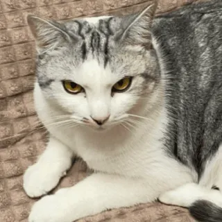 👿 f8a4a9f2 猫, 动物, 宠物, 家猫, 猫科动物, 哺乳动物, 可爱, 小猫 telegram sticker