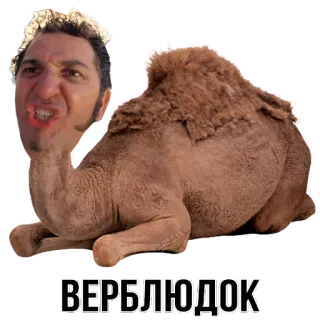 🐪 d8294ef0 ВЕРБЛЮДОК อูฐ, หน้า, หยาบคาย, คำสบประมาท telegram sticker