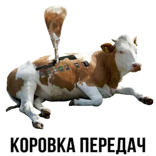 🐮 033d2c7e КОРОВКА ПЕРЕДАЧ Kuh, Schaltung, lustig, Tier, Transport, Auto telegram sticker