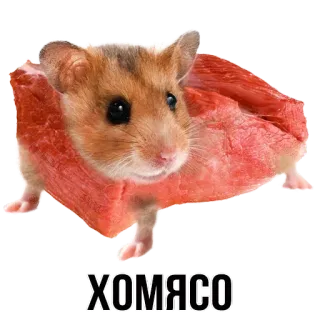 🐹 4e7f4c96 ХОМЯСО Hamster, Fleisch, Tier, Essen telegram sticker