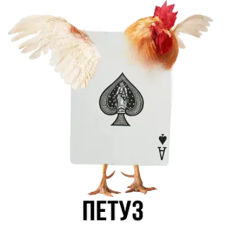 🐔 6136ee45 ПЕТУЗ Huhn, Pik As, Spielkarte, Hybrid, Tier telegram sticker