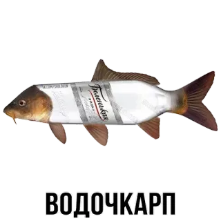 🐟 71aa4203 ВОДОЧКАРП Wodka, Karpfen, Fisch, Alkohol, lustig telegram sticker