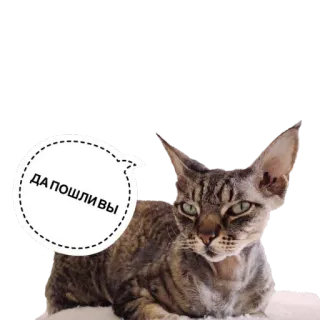 🖕 b74e736d ДА ПОШЛИ ВЫ mèo, xúc phạm, nga, sticker, mèo sphynx telegram sticker