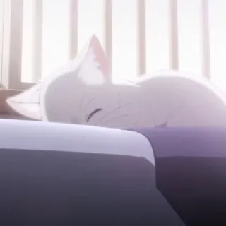 🎗 a77705e1 gato, durmiendo, lindo, animal, gato blanco, animal doméstico, felino, descansando telegram sticker