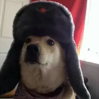 😌 09859d31 cane, ushanka, sovietico, cappello, divertente telegram sticker