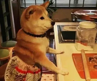 😳 199472bd cane, shiba inu, cucina, cucina, grembiule, carino, divertente telegram sticker
