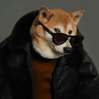 😎 26d5d1cc cane, shiba inu, occhiali da sole, giacca, cool, moda telegram sticker