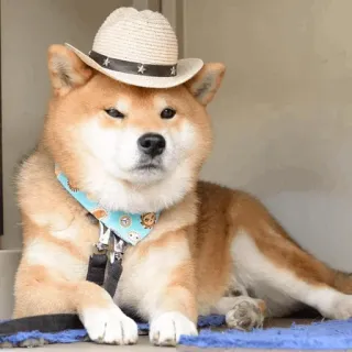 😐 395a05cf cane, shiba inu, cowboy, cappello, animale domestico, animale, carino, bandana telegram sticker