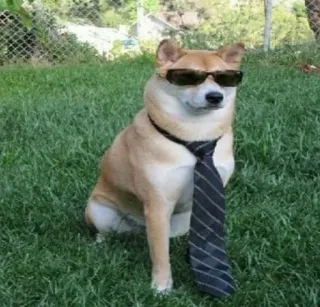 😎 6cd055b3 cane, occhiali da sole, cravatta, affari, shiba inu, animale domestico, animale telegram sticker