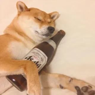 🥴 6ea61b91 Asahi cane, shiba inu, dormire, birra, asahi, alcol telegram sticker