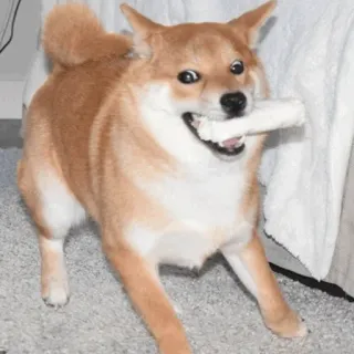 😳 7e5d5d37 cane, shiba inu, osso, animale domestico, animale, carino telegram sticker