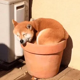 😇 888f1420 cane, shiba inu, vaso di fiori, carino, animale domestico, animale, sonno telegram sticker