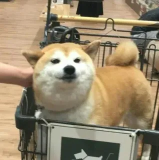 😬 c2b18e0c cane, animale domestico, carrello, akita, carino, animale telegram sticker